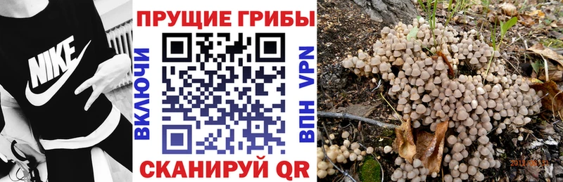 Галлюциногенные грибы MAGIC MUSHROOMS  сколько стоит  Буинск 